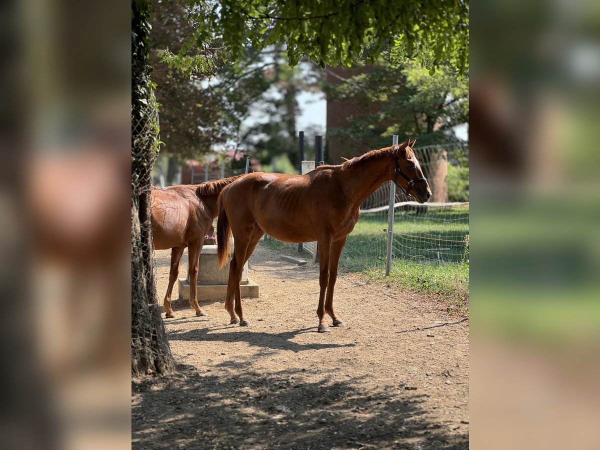 Thoroughbred Mare 1 year Chestnut in Budapest