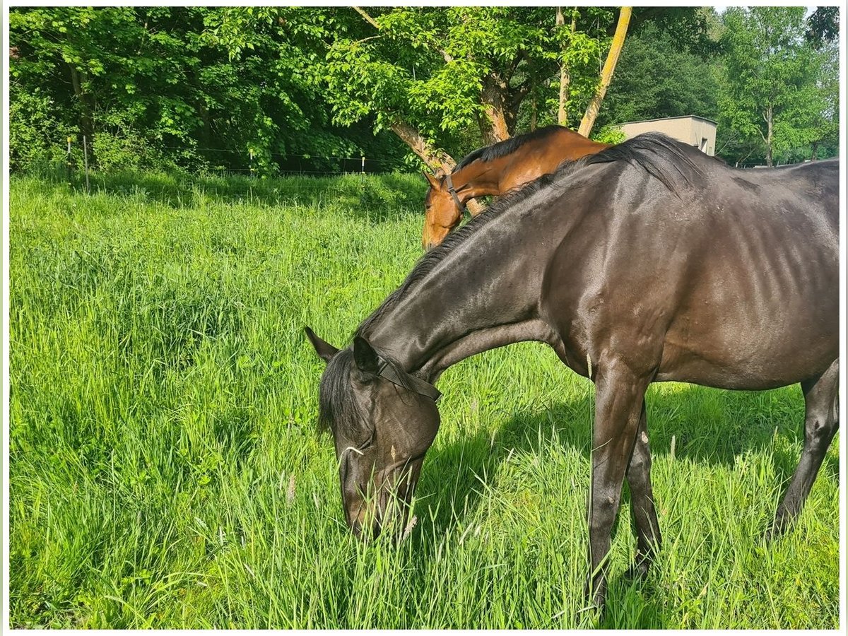 Thoroughbred Mare 20 years 15,3 hh Black in Neustadt