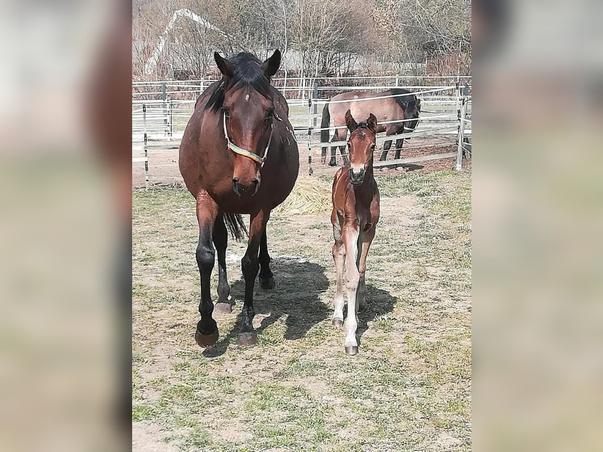 Thoroughbred Mare 21 years 15,2 hh Brown in Kohfidisch