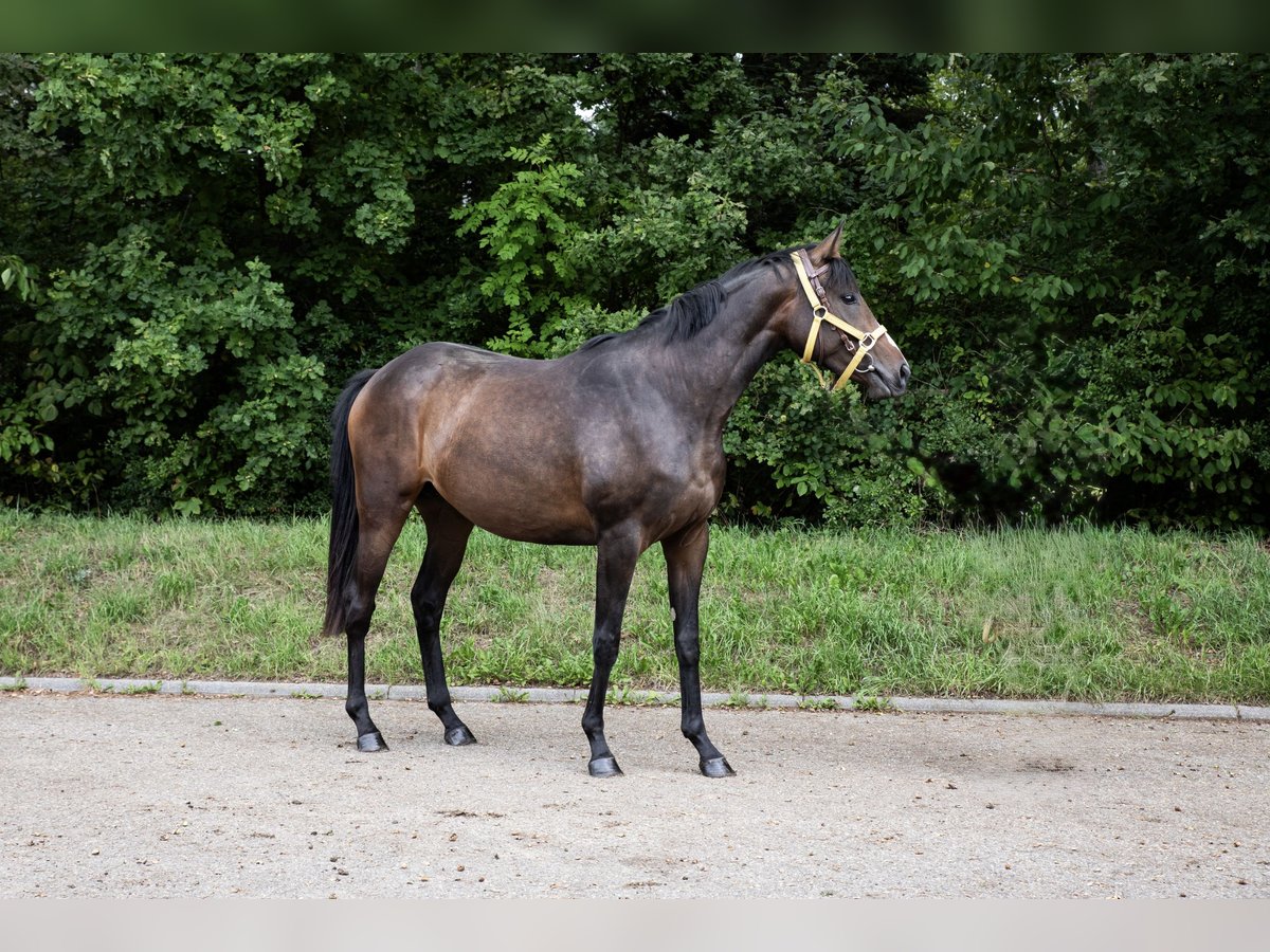 Thoroughbred Mare 2 years 15,2 hh Bay-Dark in Empfingen