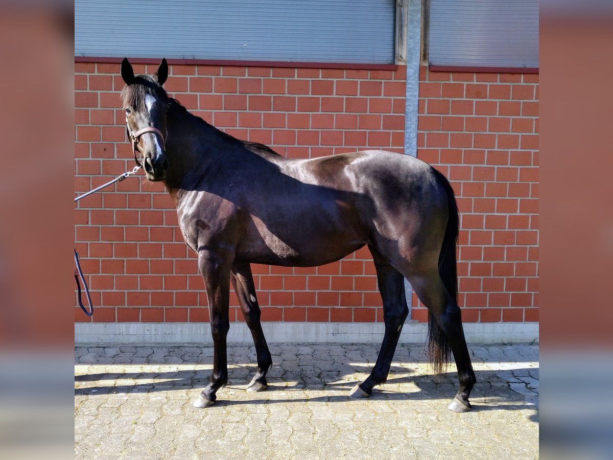 Thoroughbred Mare 2 years 16 hh Black in Gütersloh