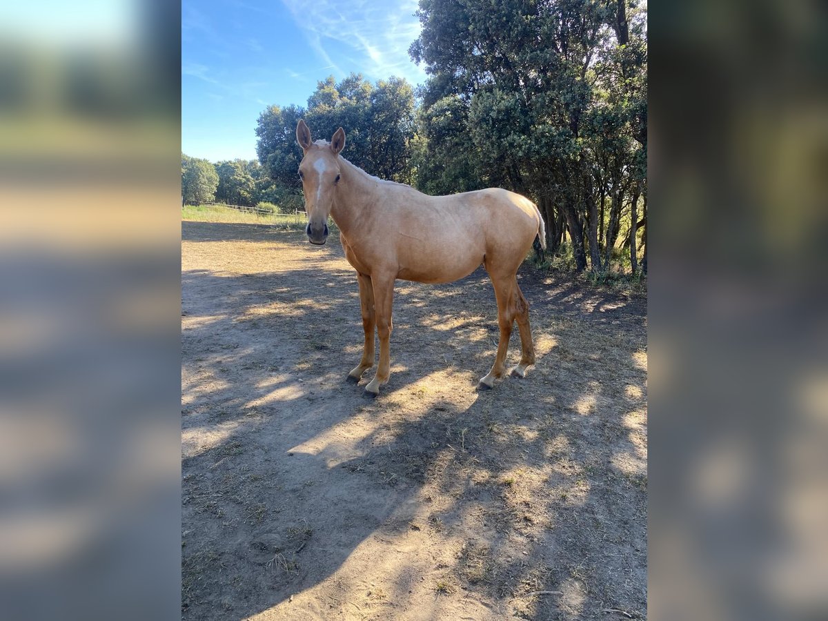 Thoroughbred Mix Mare 2 years Palomino in Buitrago De Lozoya