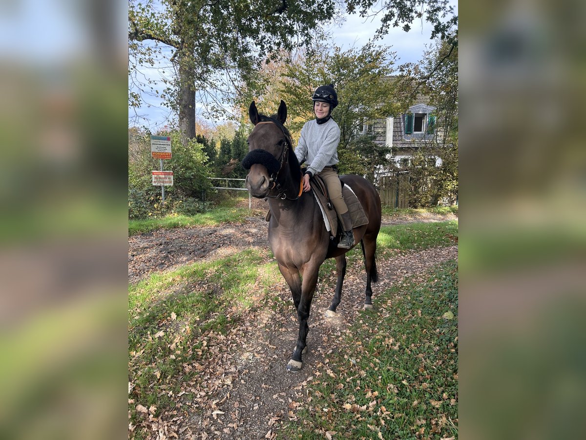 Thoroughbred Mare 3 years 15,3 hh Brown in KrefeldKrefeld