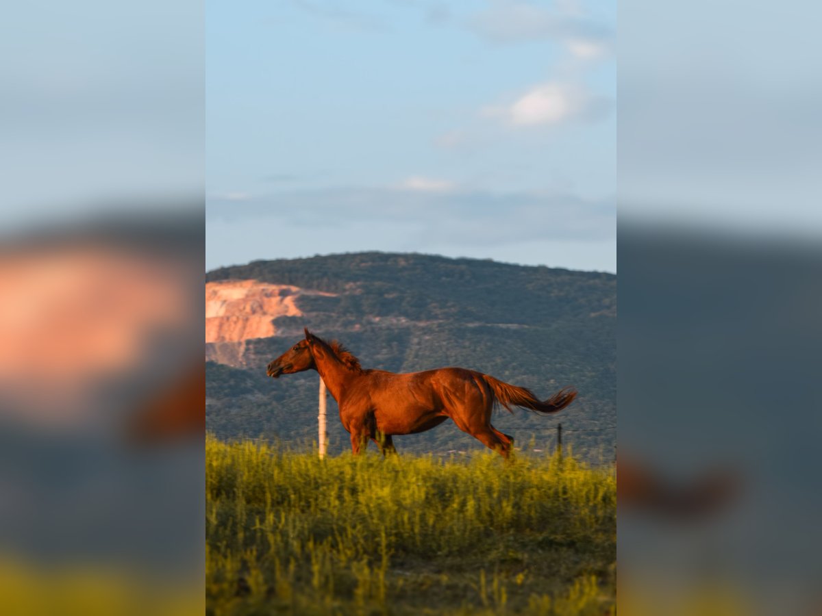 Thoroughbred Mare 3 years 15 hh Chestnut in Vác