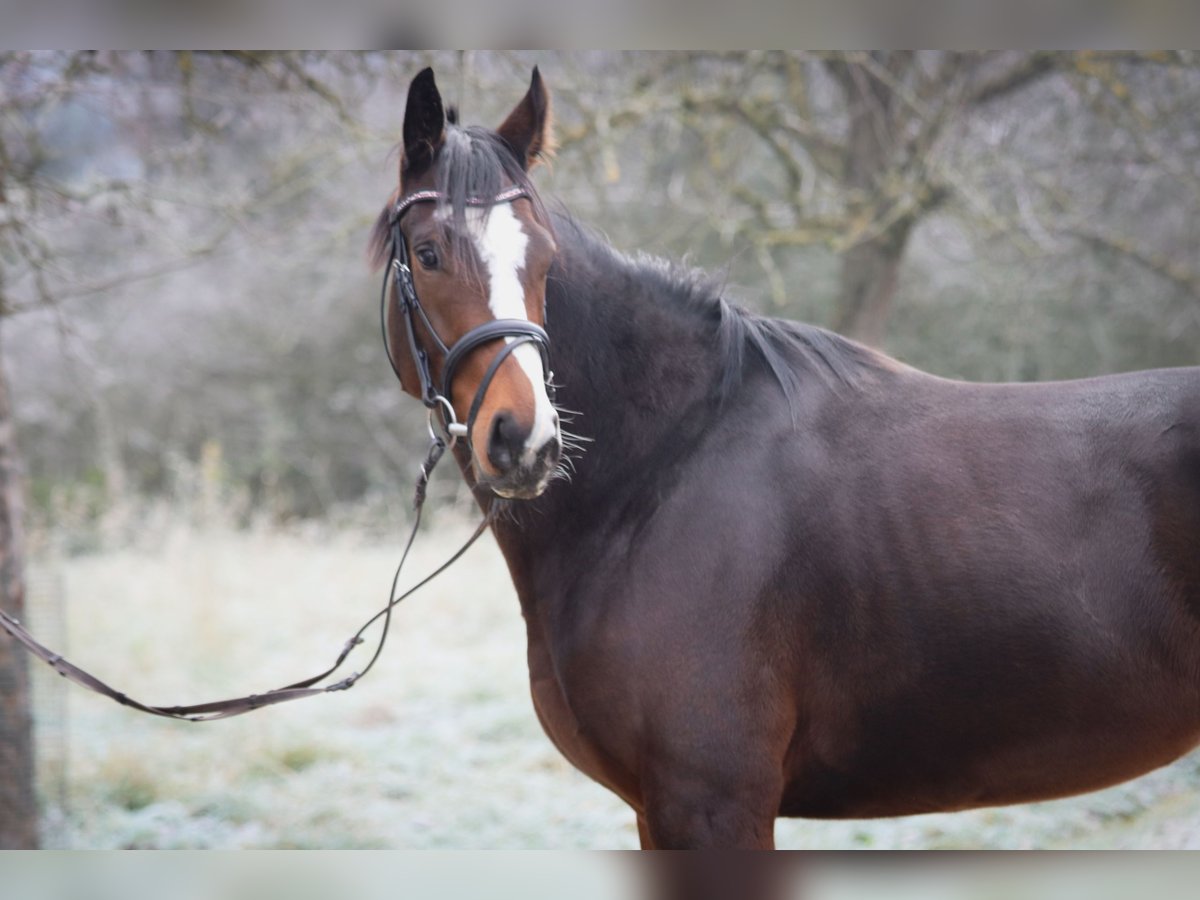 Thoroughbred Mare 3 years 15,2 hh Brown in K&#xFC;mmersbruck