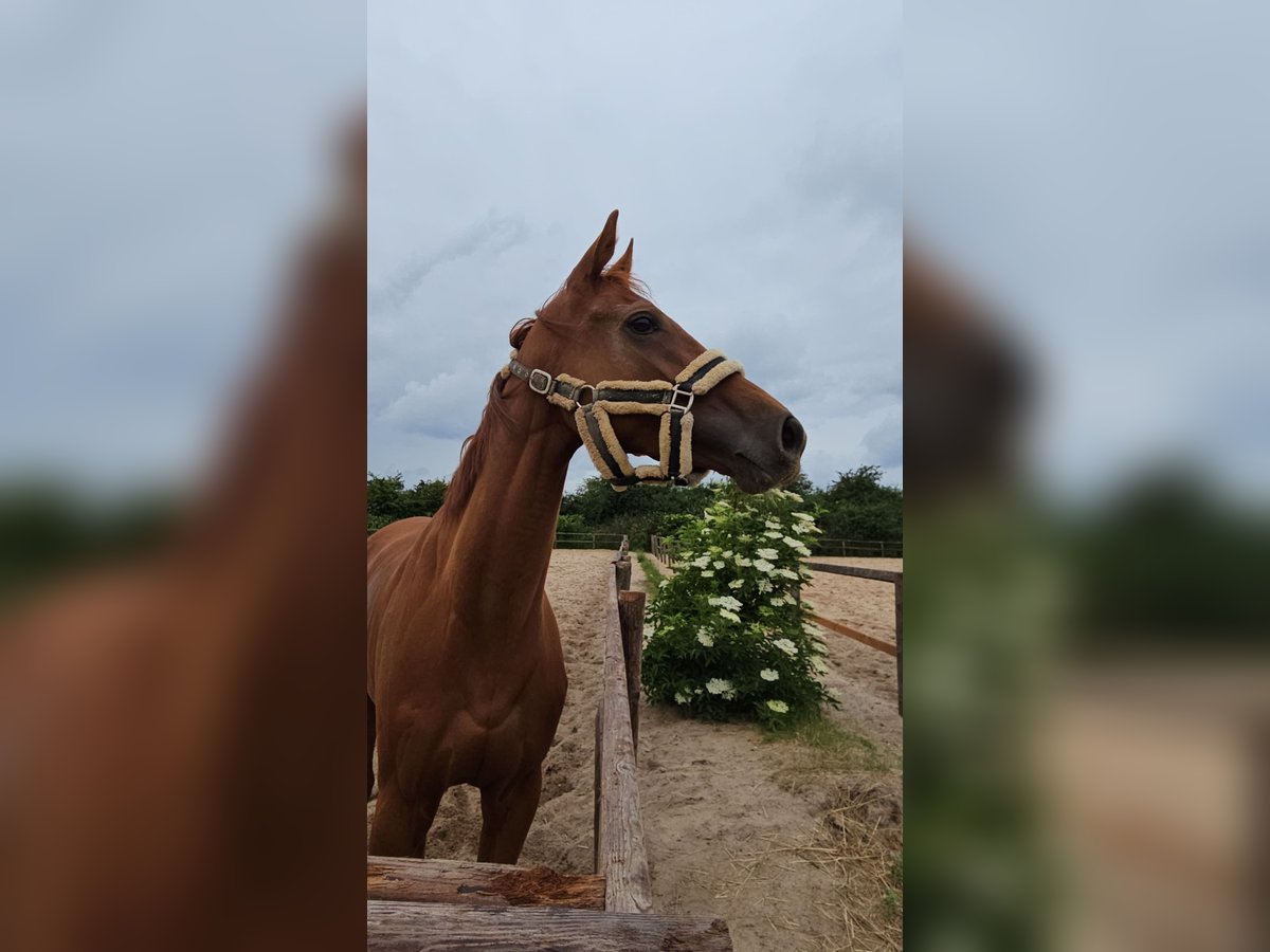 Thoroughbred Mare 3 years 15,3 hh Chestnut-Red in Bremen