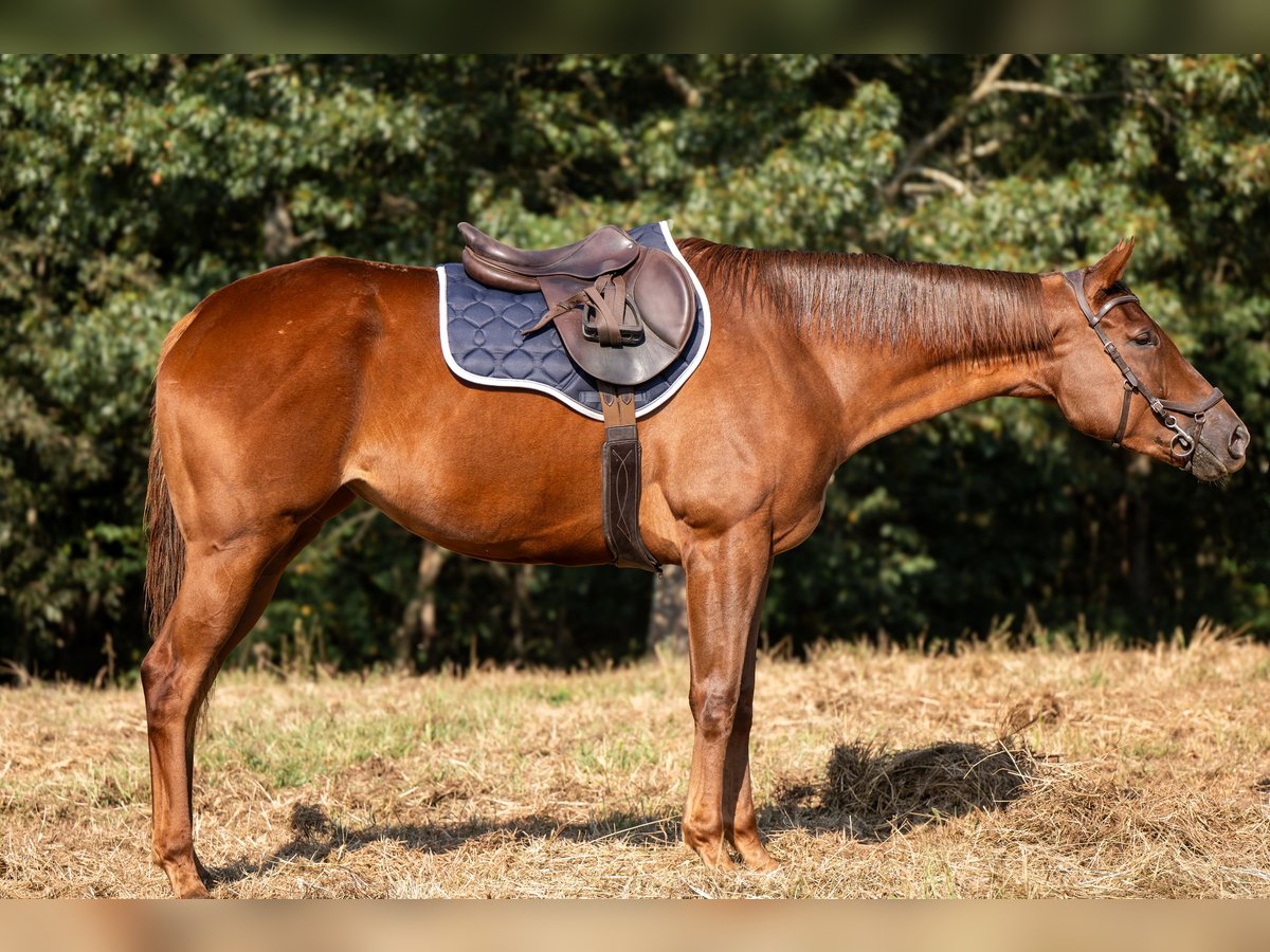 Thoroughbred Mare 3 years 16 hh Sorrel in Hull Thoroughbred Mare 3 years 16 hh Sorrel in Hull