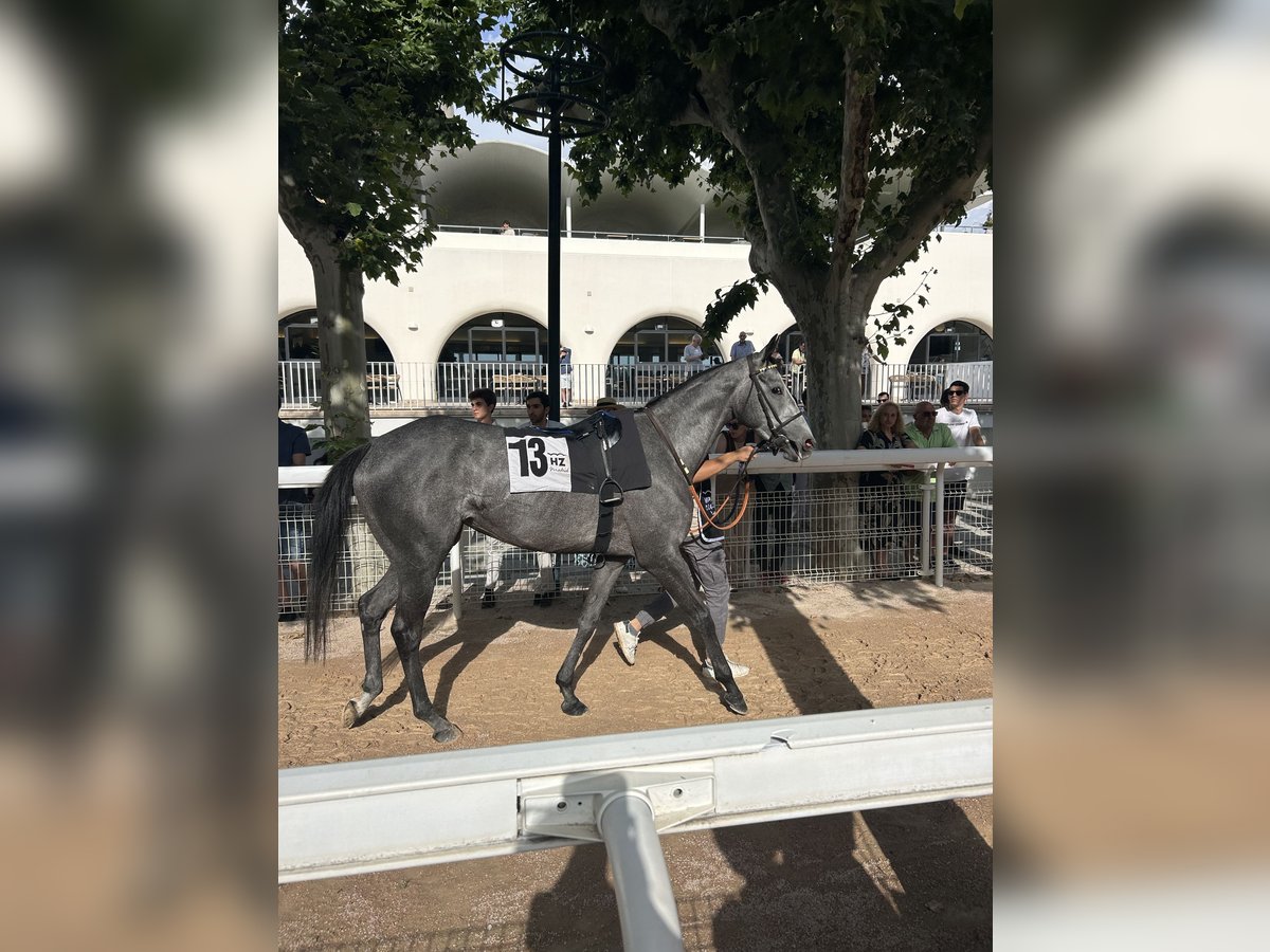 Thoroughbred Mare 3 years in Madrid