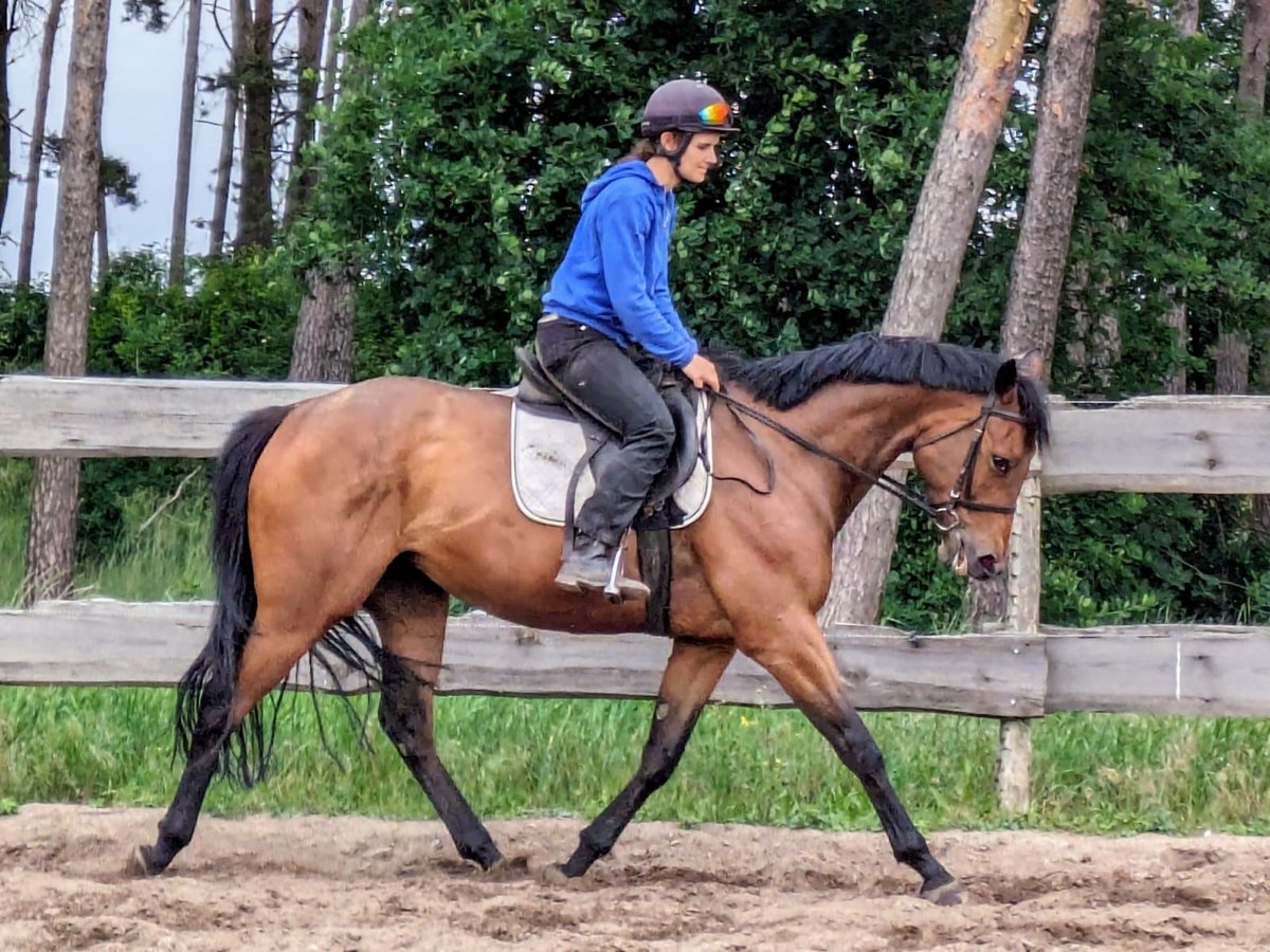 Thoroughbred Mare 4 years 15,3 hh Brown in Möser
