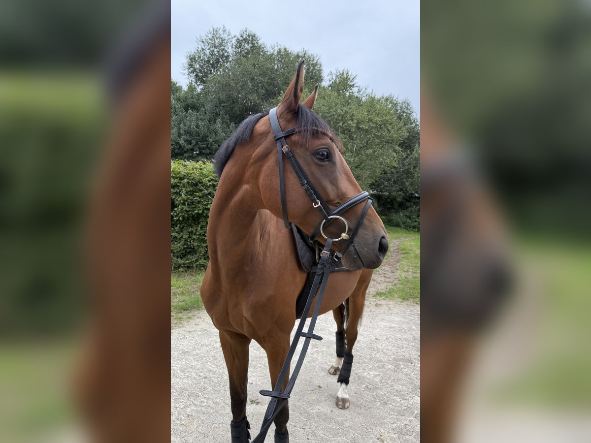 Thoroughbred Mare 4 years 15,2 hh Brown in Bremen