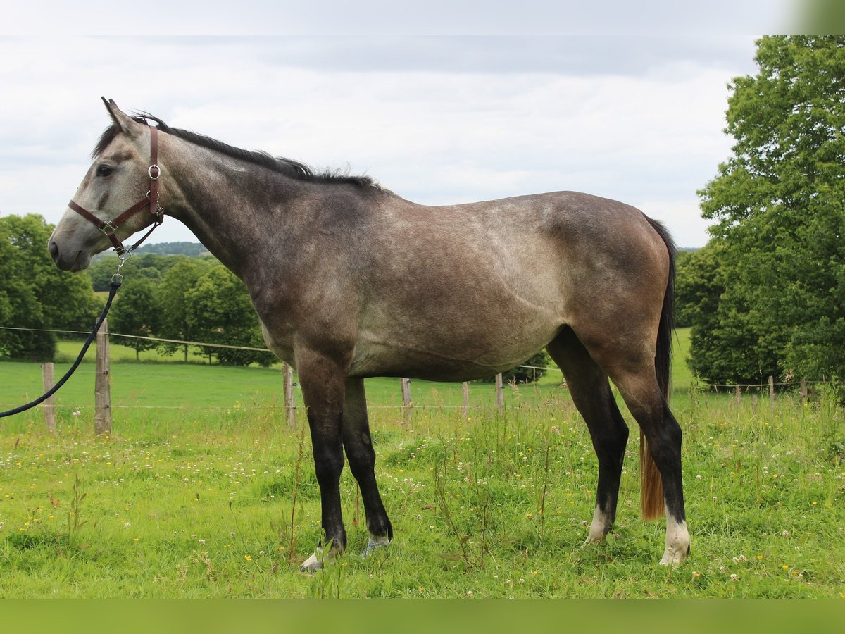 Thoroughbred Mare 4 years 15,2 hh Gray in Princ&#xE9;