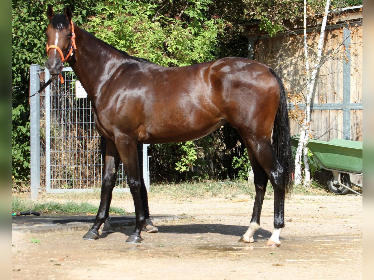 Thoroughbred Mare 4 years 15,3 hh Brown in Colnrade