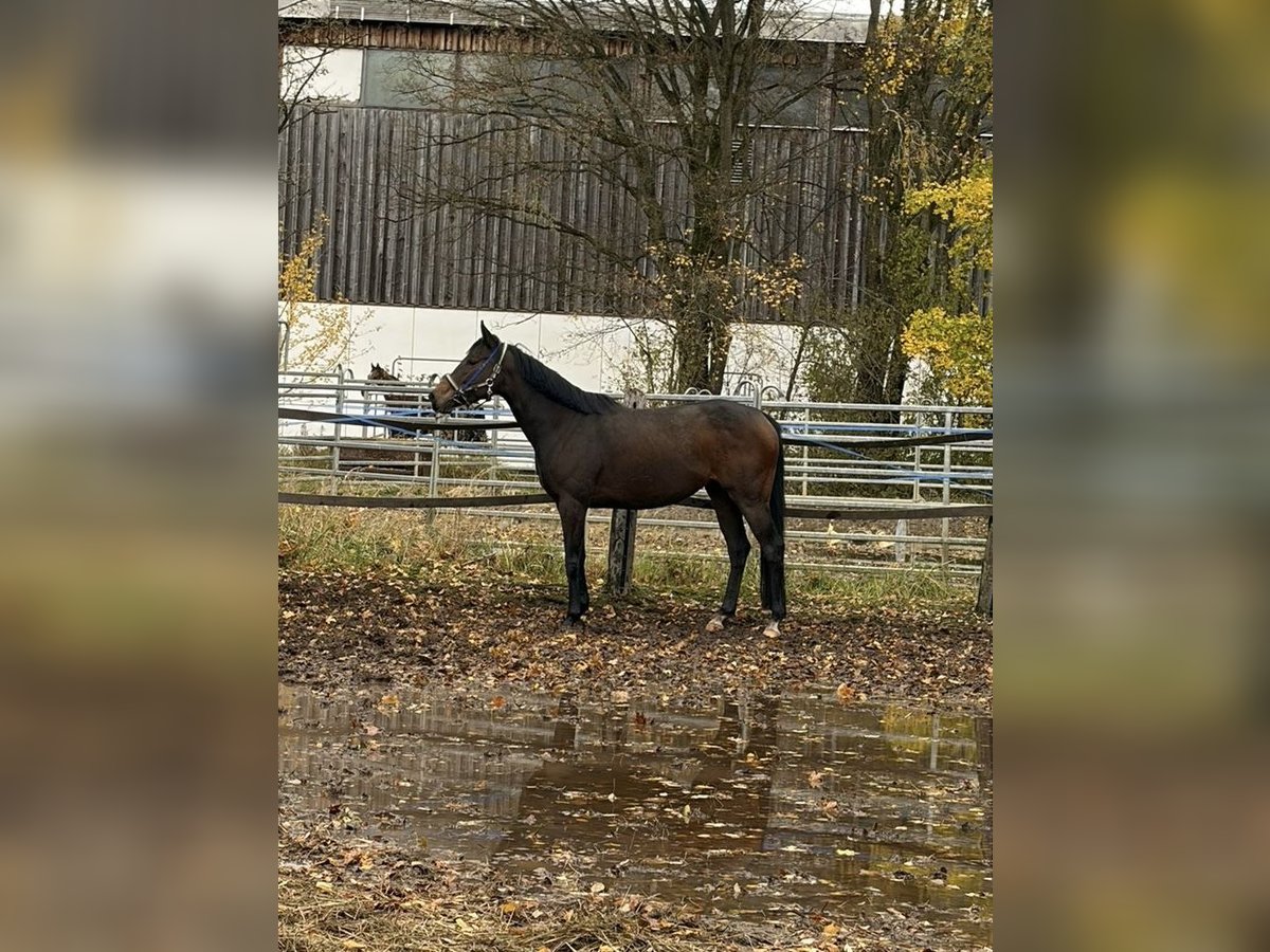 Thoroughbred Mare 4 years 15,3 hh Brown in M&#xFC;nchen