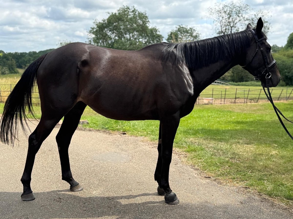 Thoroughbred Mare 4 years 16 hh Bay-Dark in Essex