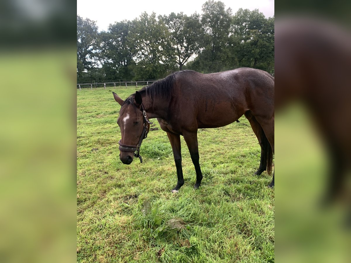 Thoroughbred Mare 4 years 16 hh Brown in Hamburg Lemsahl-Mellingstedt