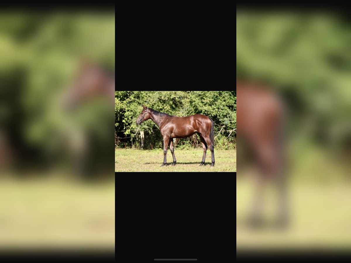 Thoroughbred Mare 4 years 16 hh Brown in Hamburg Lemsahl-Mellingstedt