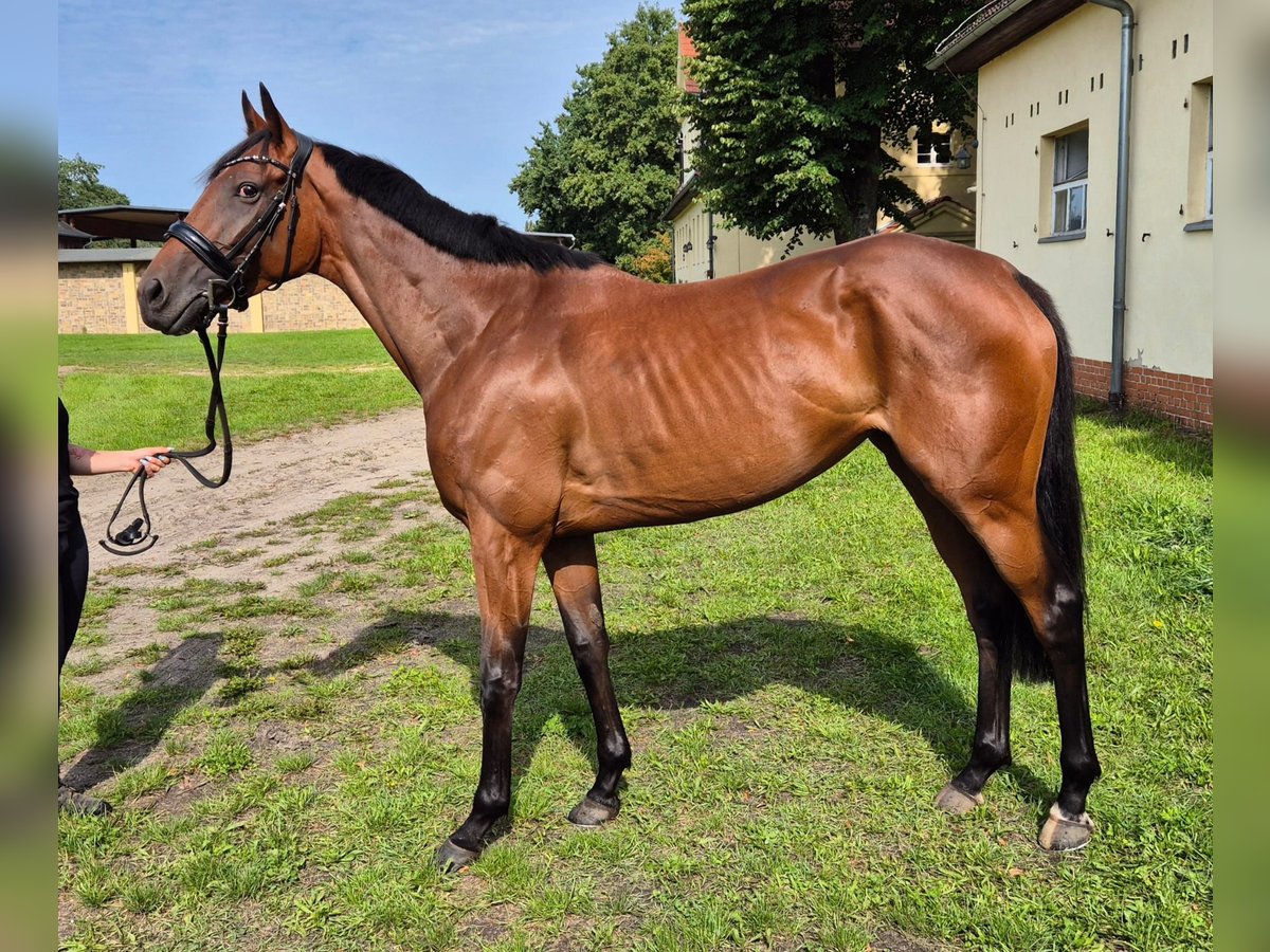 Thoroughbred Mare 4 years 16 hh Brown in Neuenhagen