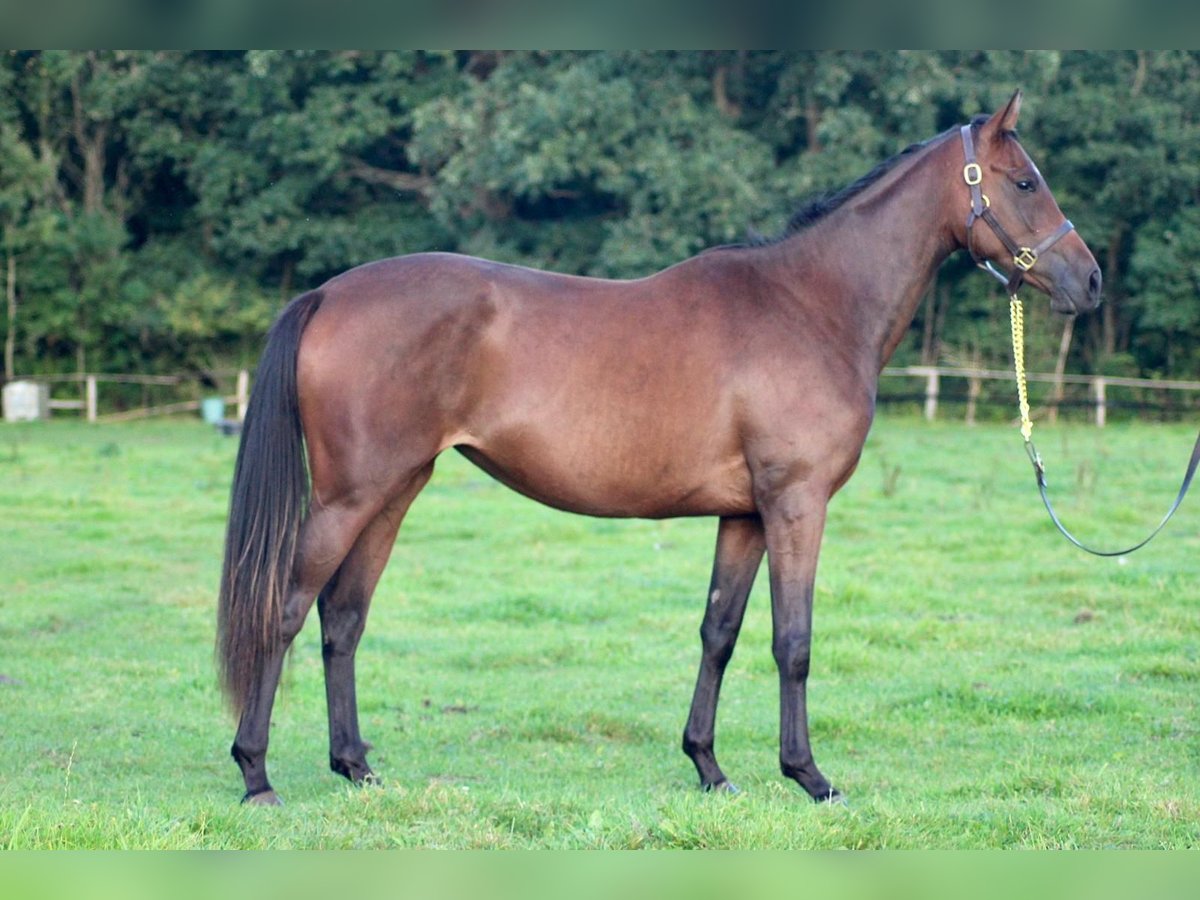 Thoroughbred Mare 4 years 16 hh Brown in Hamburg Lemsahl-Mellingstedt