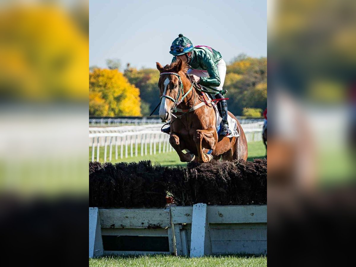 Thoroughbred Mare 4 years 16 hh Chestnut in KAKUCS