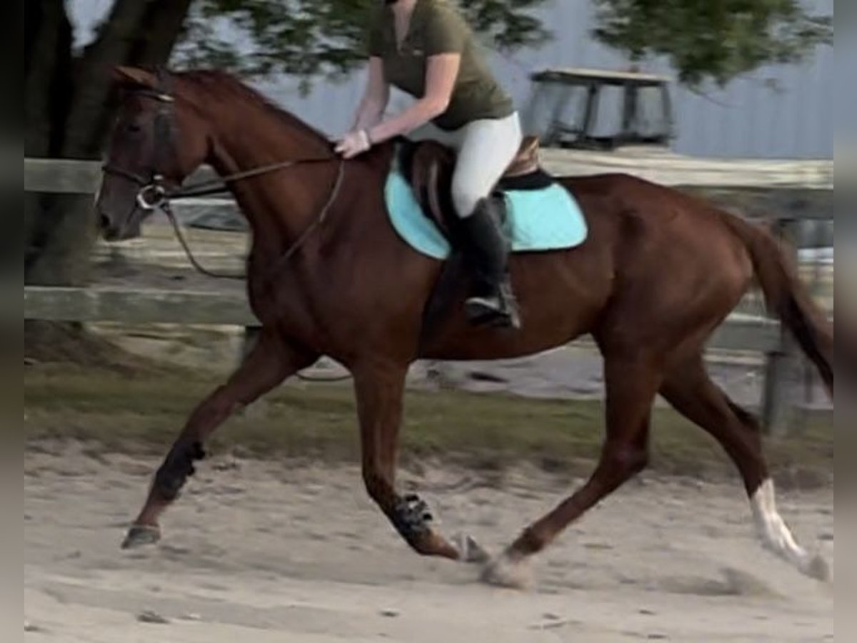 Thoroughbred Mare 4 years 16 hh Chestnut in Middle Island