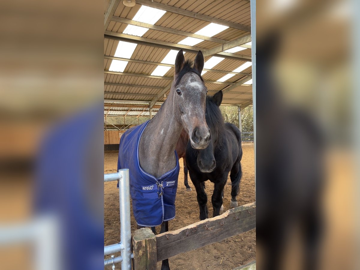 Thoroughbred Mare 4 years 16 hh Grey in SAMMERON
