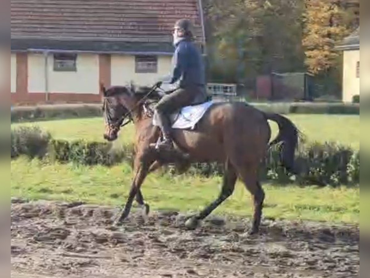 Thoroughbred Mare 4 years 16,1 hh Brown in Neuenhagen