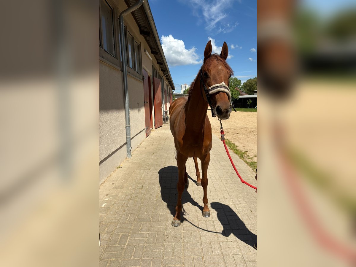 Thoroughbred Mare 4 years Chestnut-Red in Halle