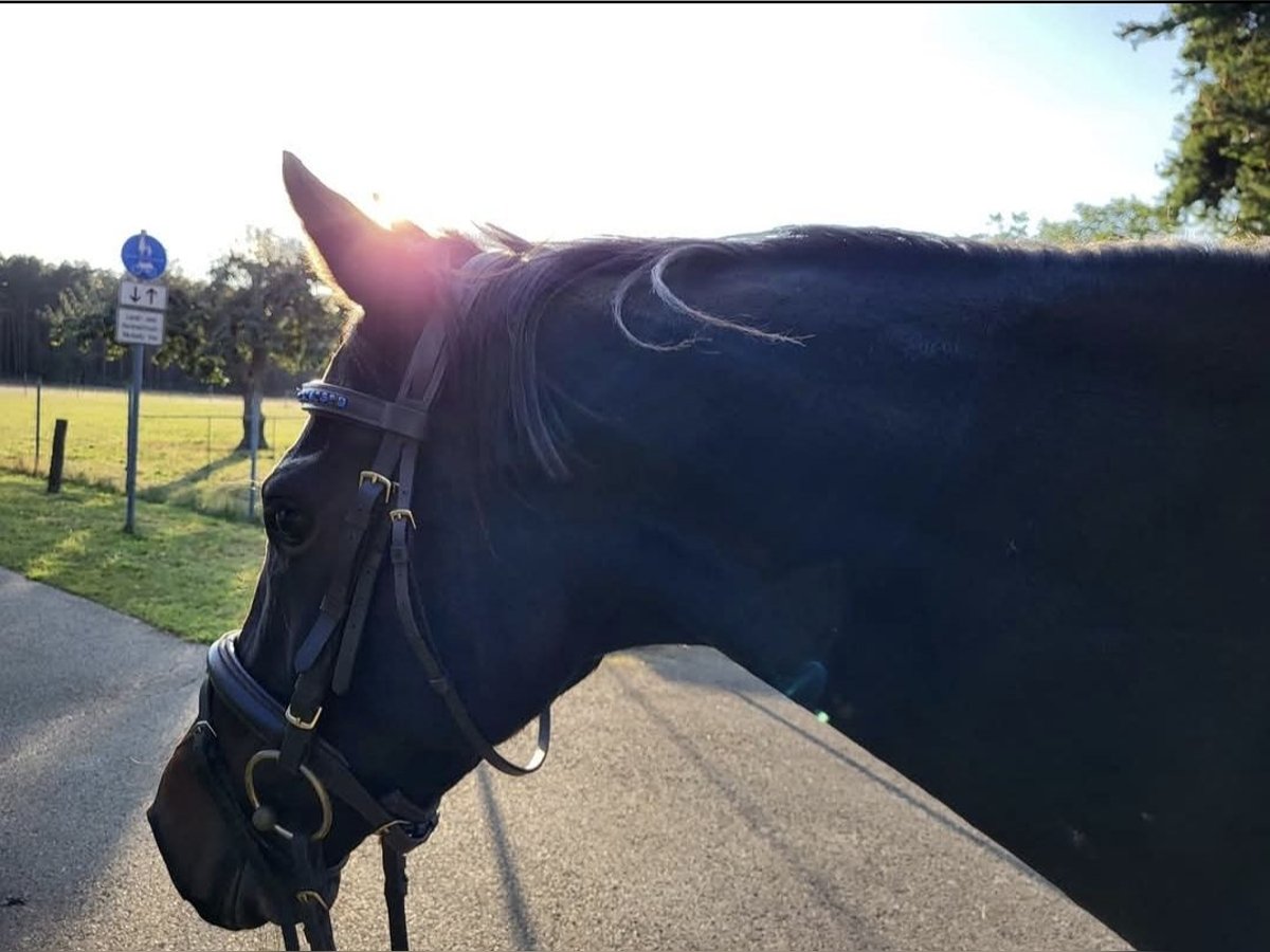 Thoroughbred Mare 5 years 15,1 hh Smoky-Black in Spreenhagen