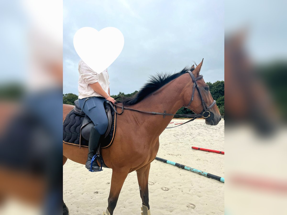 Thoroughbred Mare 5 years 15,2 hh Brown in Montivilliers