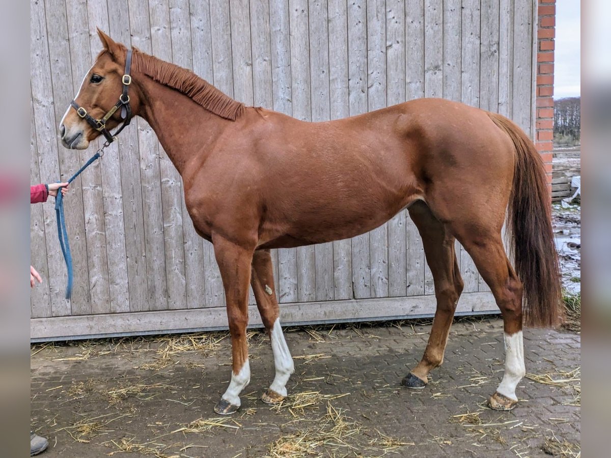 Thoroughbred Mare 5 years 15,2 hh Chestnut-Red in Altlandsberg