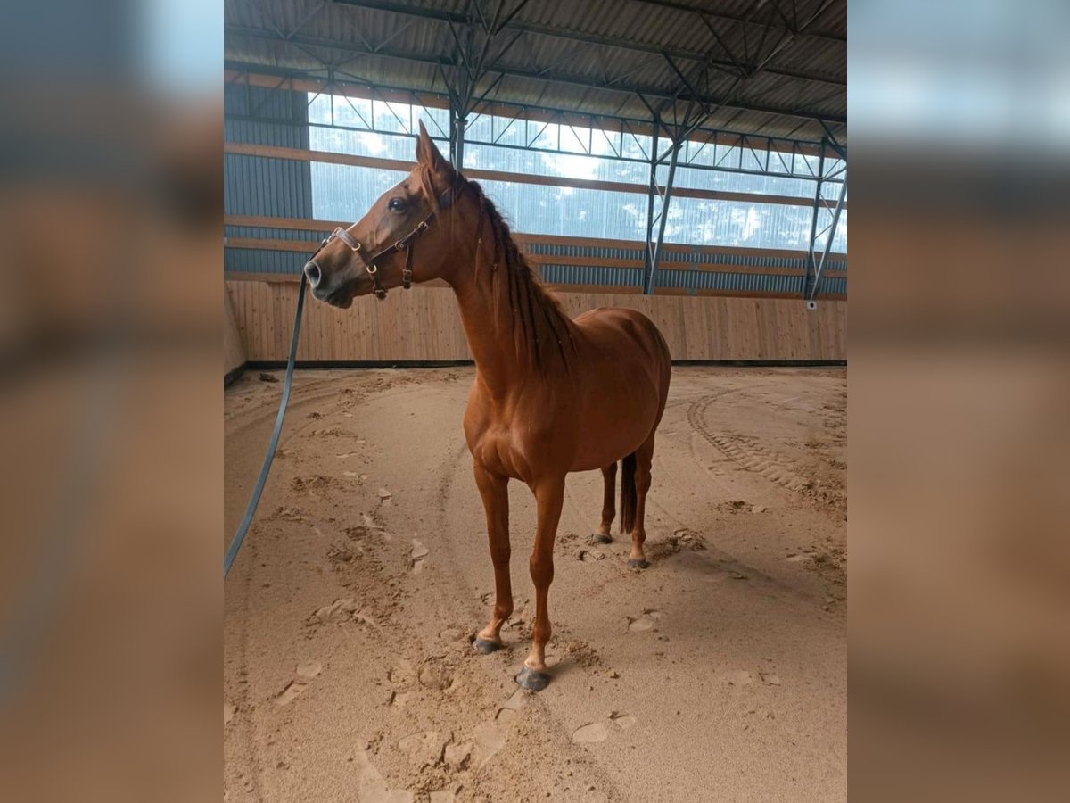 Thoroughbred Mare 5 years 15,2 hh Chestnut-Red in Torgelow