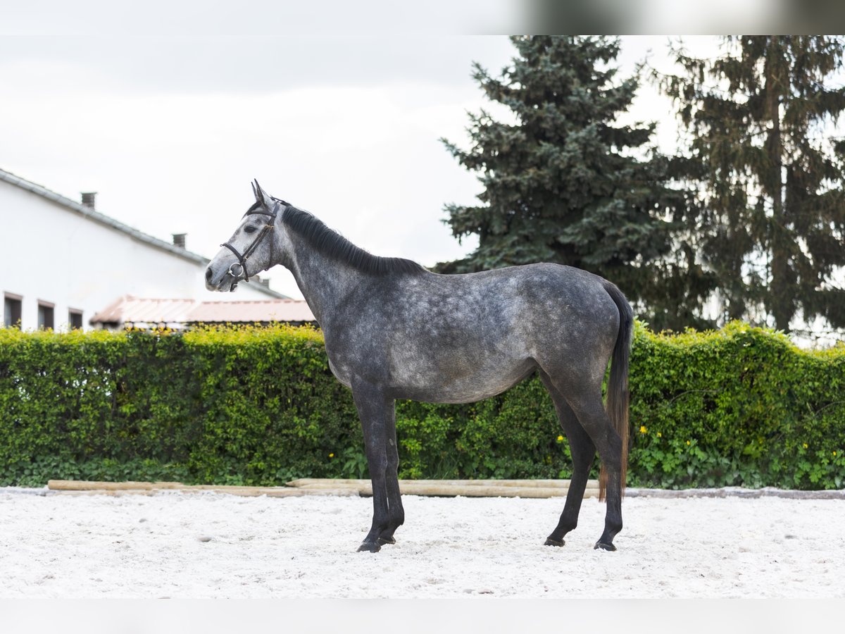 Thoroughbred Mare 5 years 15,2 hh Gray in Marcelewo