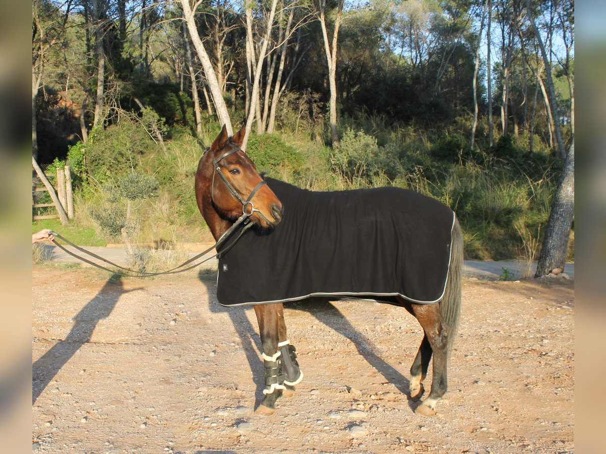 Thoroughbred Mare 5 years 16,2 hh Brown in Barcelona