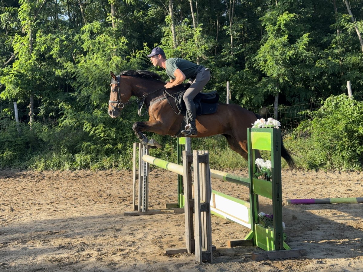 Thoroughbred Mare 5 years 16,3 hh Bay in Budapest