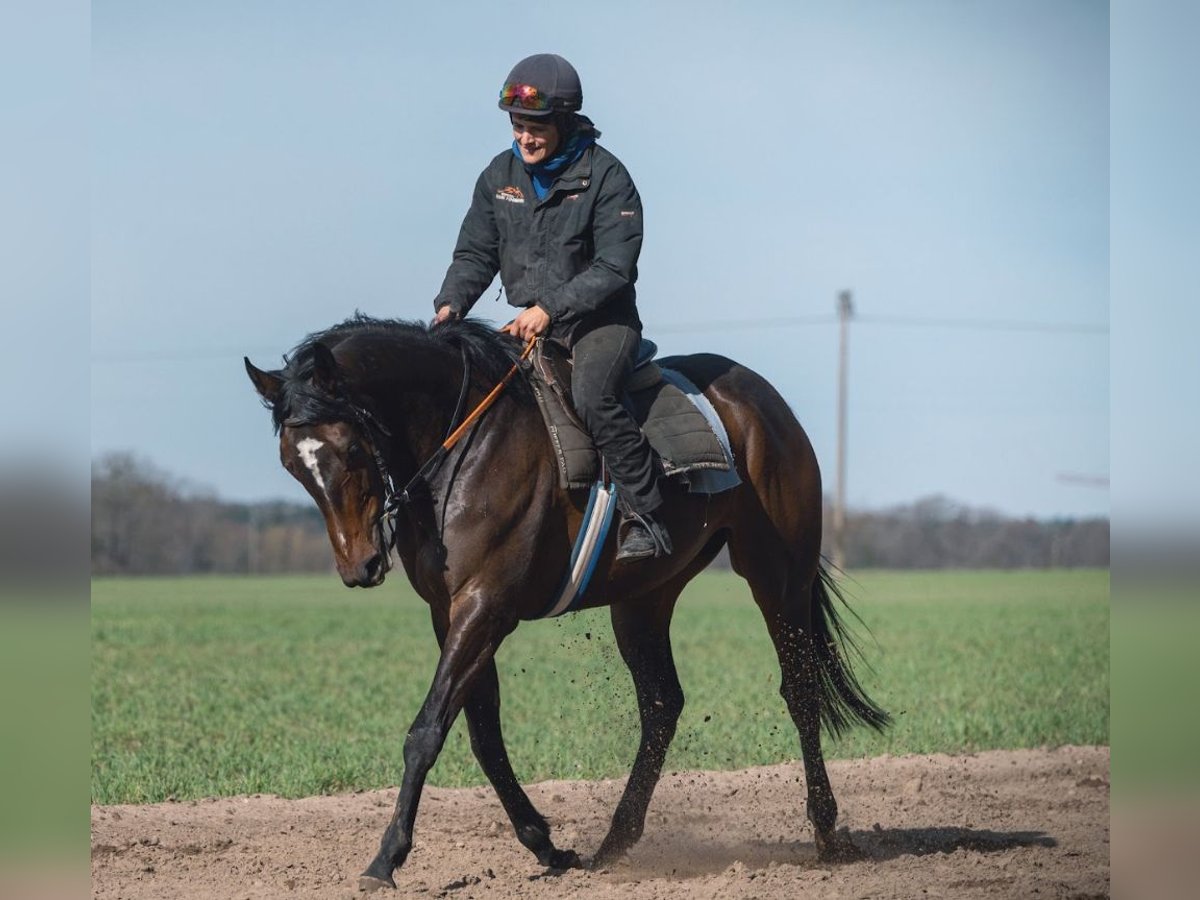 Thoroughbred Mare 5 years 16 hh Bay-Dark in M&#xF6;ser