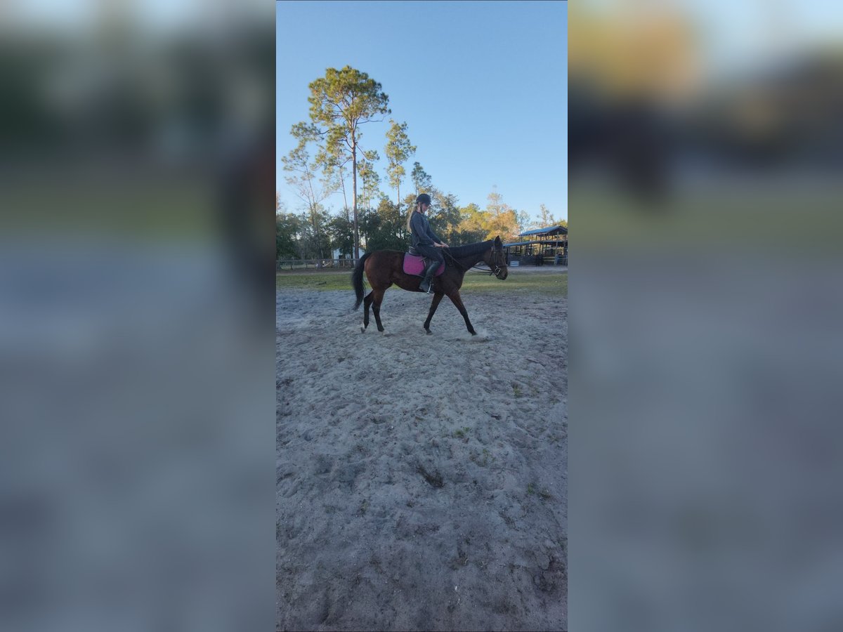 Thoroughbred Mare 5 years 16 hh Bay in Bunnell