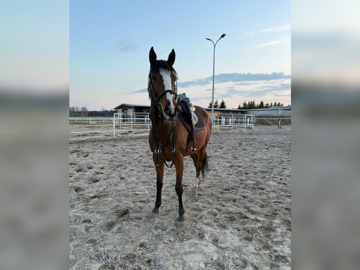Thoroughbred Mare 5 years 16 hh Bay in Siedlce