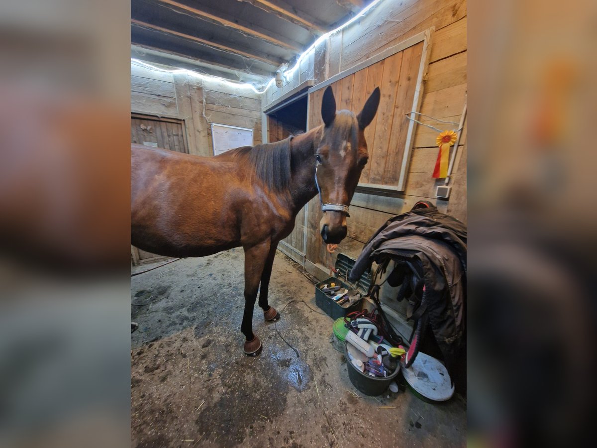 Thoroughbred Mare 5 years 16 hh Brown in &#xC9;couen