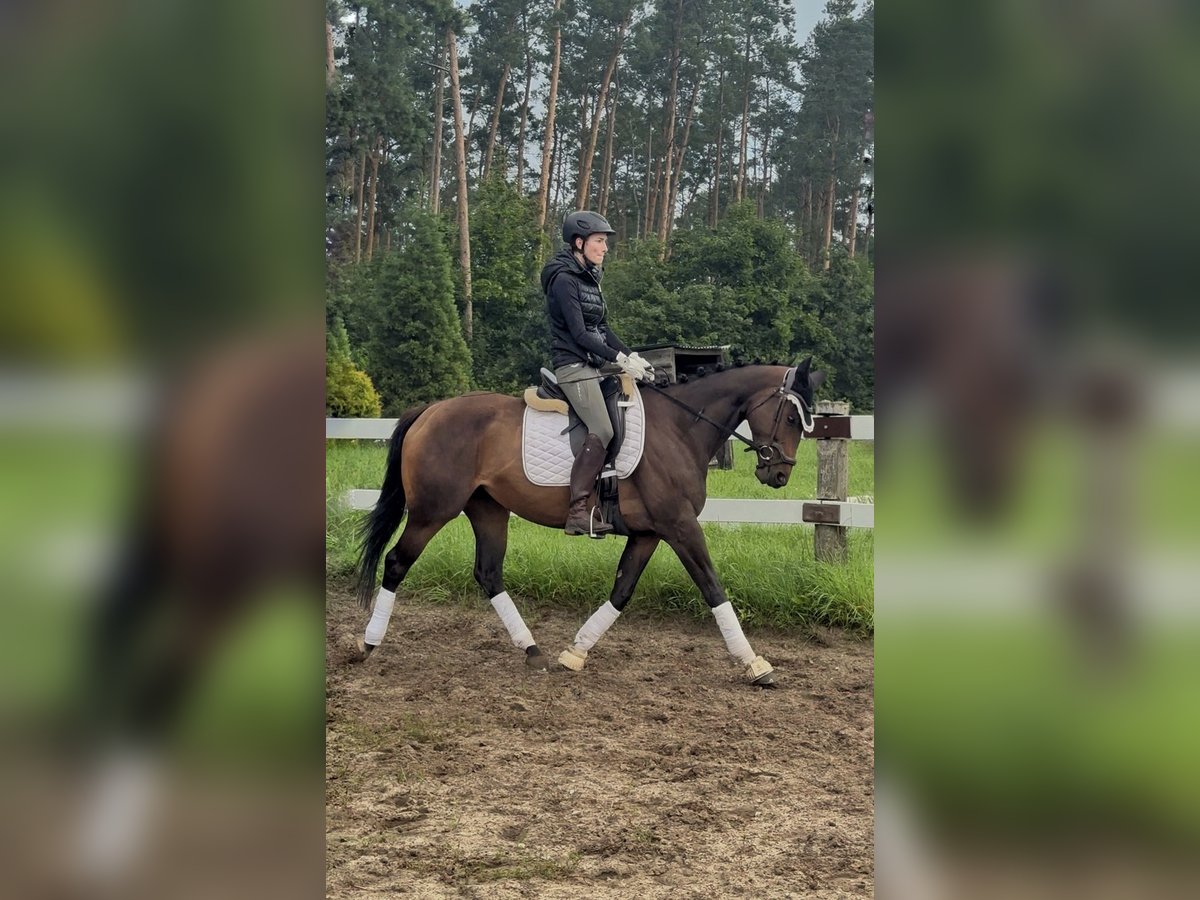 Thoroughbred Mare 5 years 16 hh Brown in Strausberg