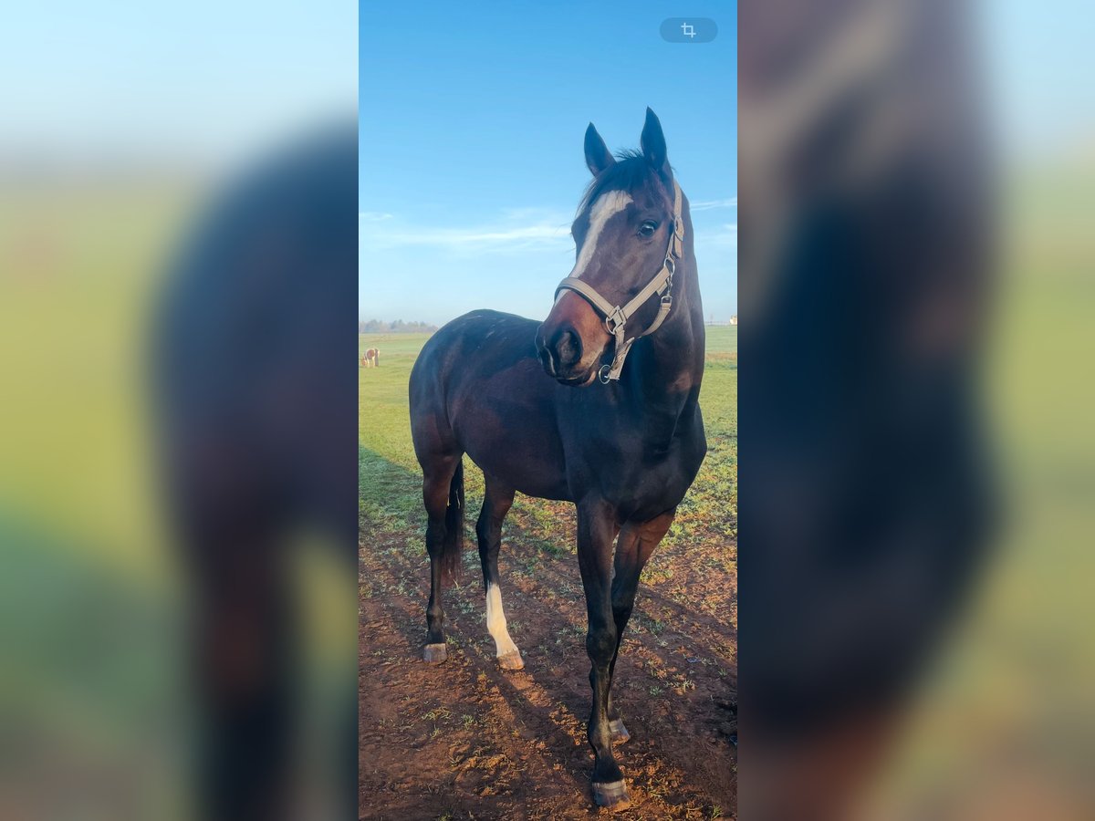 Thoroughbred Mare 5 years 16 hh Brown in Oberzent