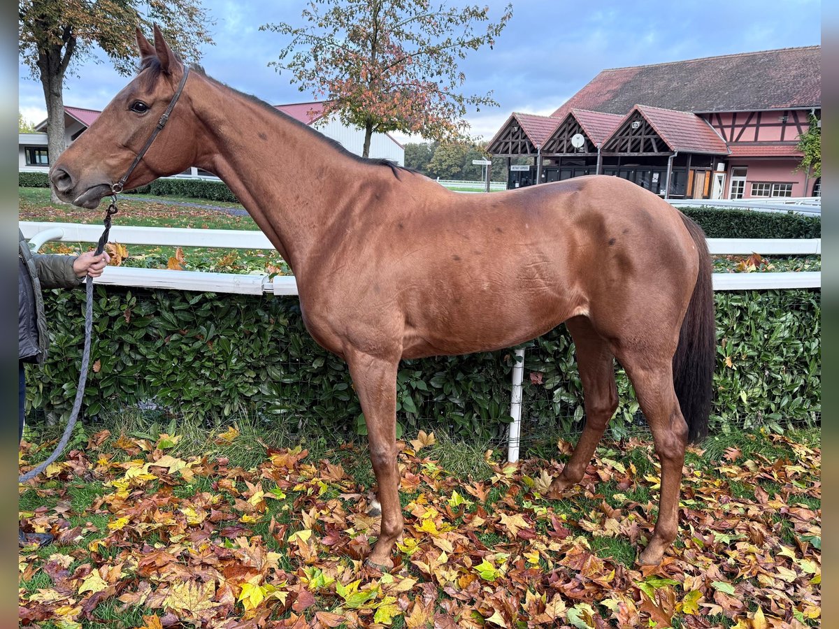 Thoroughbred Mare 5 years 16 hh Chestnut-Red in Schweighofen