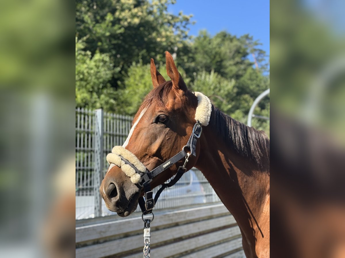 Thoroughbred Mare 5 years 16 hh Chestnut-Red in Hinterweidenthal