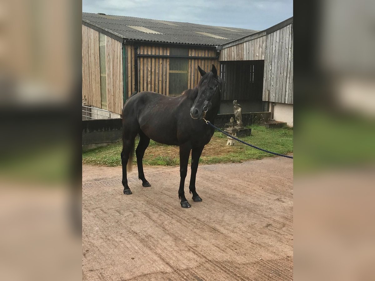 Thoroughbred Mare 5 years 16,2 hh Gray-Dark-Tan in Wellington