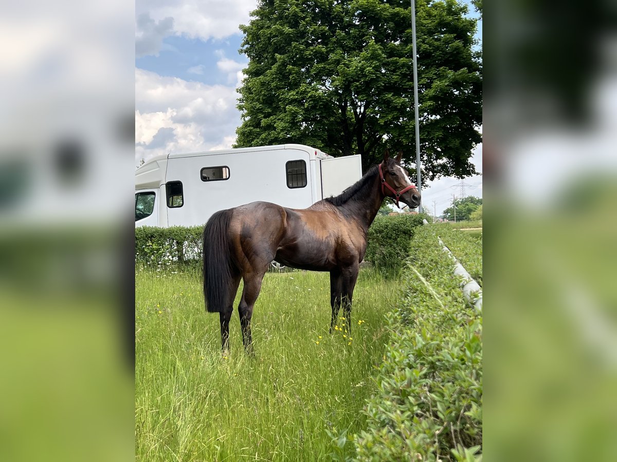 Thoroughbred Mare 5 years Brown in Knopp-Labach