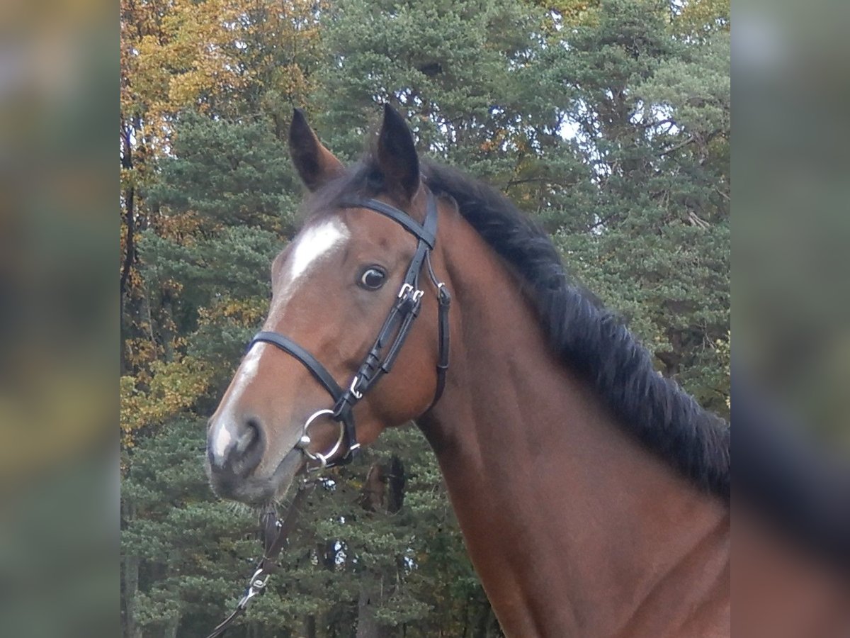 Thoroughbred Mare 5 years Brown in Lorch