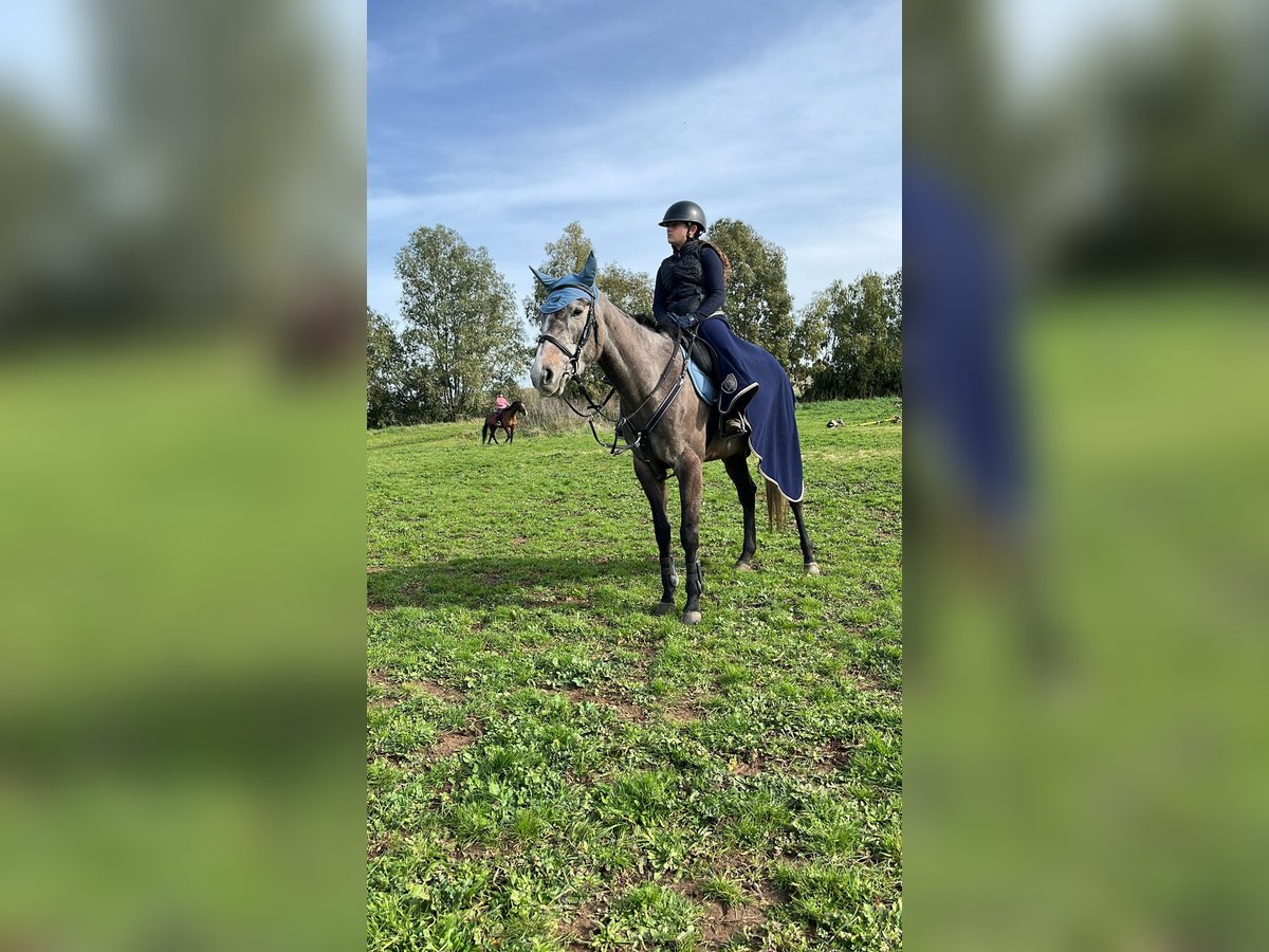 Thoroughbred Mare 5 years Brown in Santa Palomba Thoroughbred Mare 5 years Brown in Santa Palomba