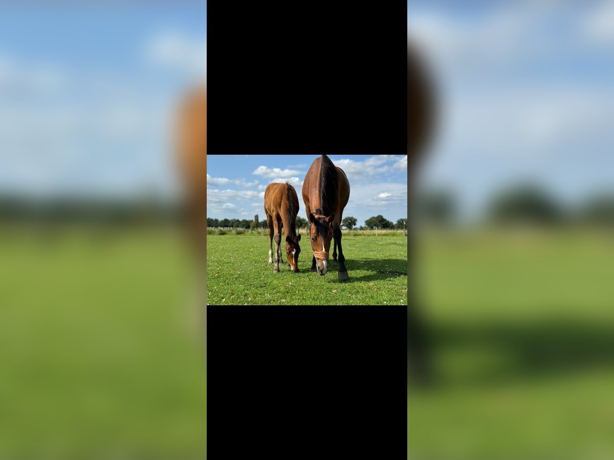 Thoroughbred Mare 6 years 15,2 hh Brown in Neustadt am Rübenberge