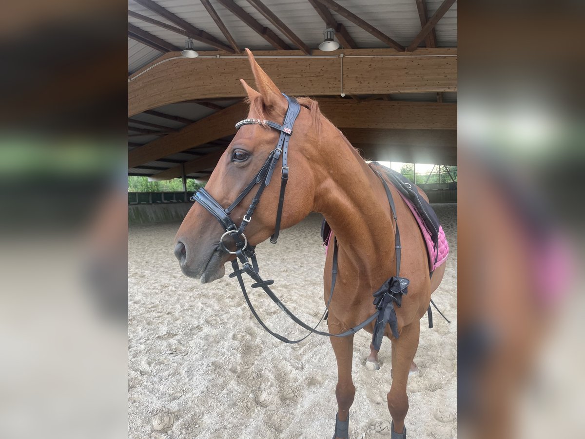 Thoroughbred Mare 6 years 15,2 hh Chestnut-Red in Gründau