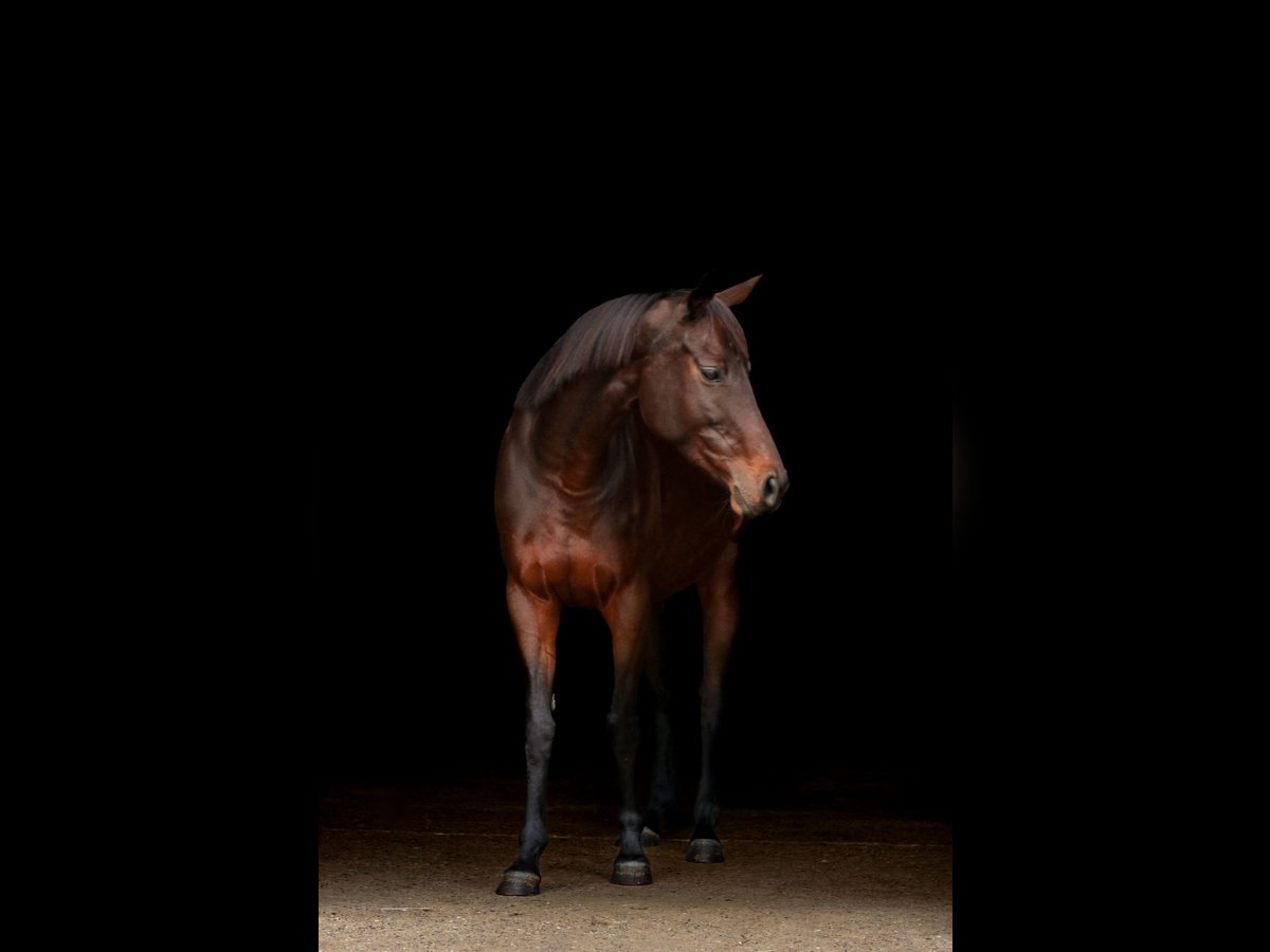 Thoroughbred Mare 6 years 15 hh Brown in Bad Wimpfen Thoroughbred Mare 6 years 15 hh Brown in Bad Wimpfen