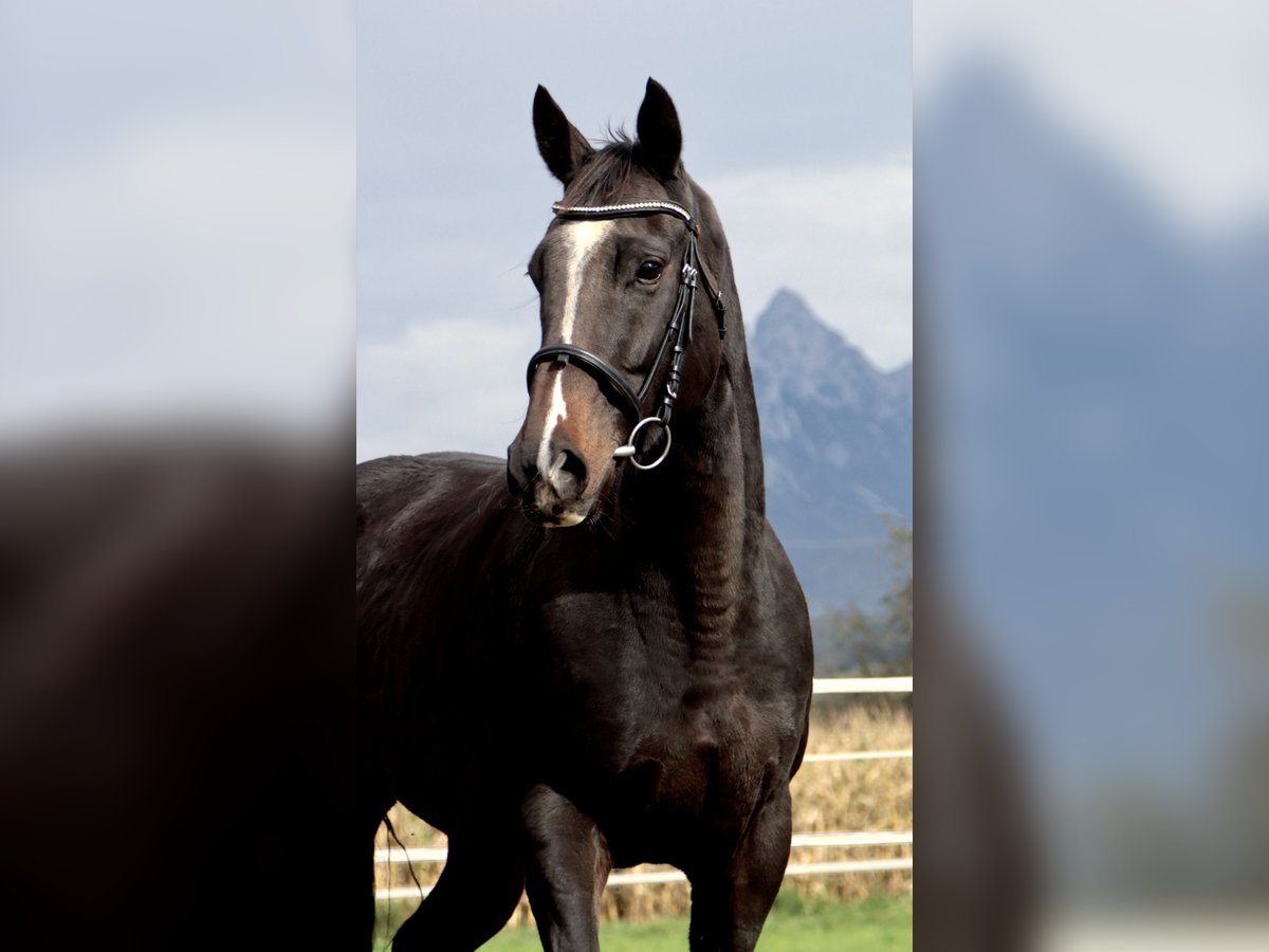 Thoroughbred Mare 6 years 15,1 hh Smoky-Black in Kirchbichl